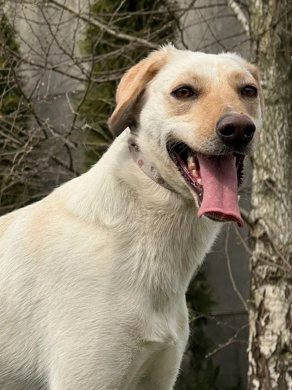 Pies do adopcji, Pieczyska, 13 kwietnia 2026 (3/3)