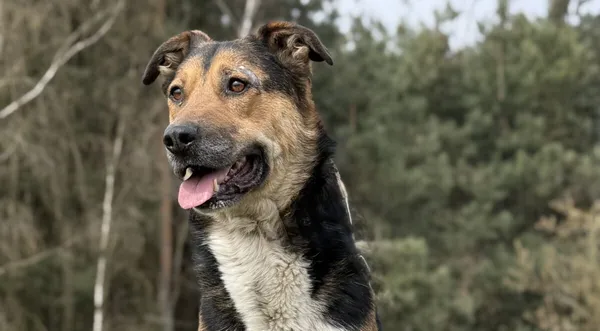 Pies do adopcji, Pieczyska, 13 kwietnia 2026 (1/5)