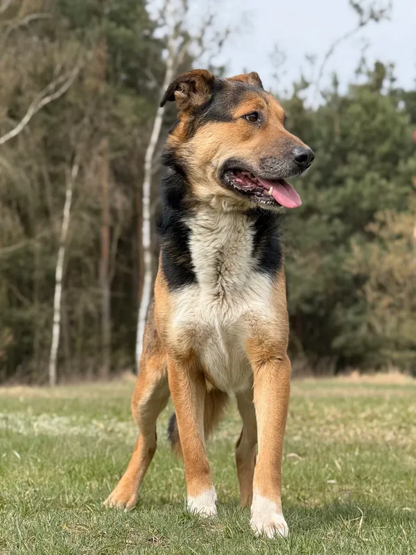 Pies do adopcji, Pieczyska, 13 kwietnia 2026 (2/5)