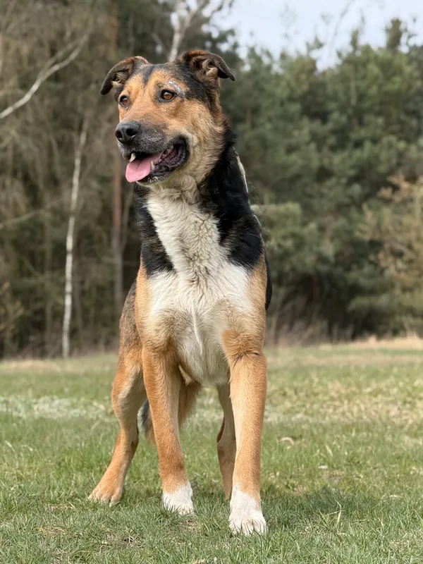 Pies do adopcji, Pieczyska, 13 kwietnia 2026 (3/5)