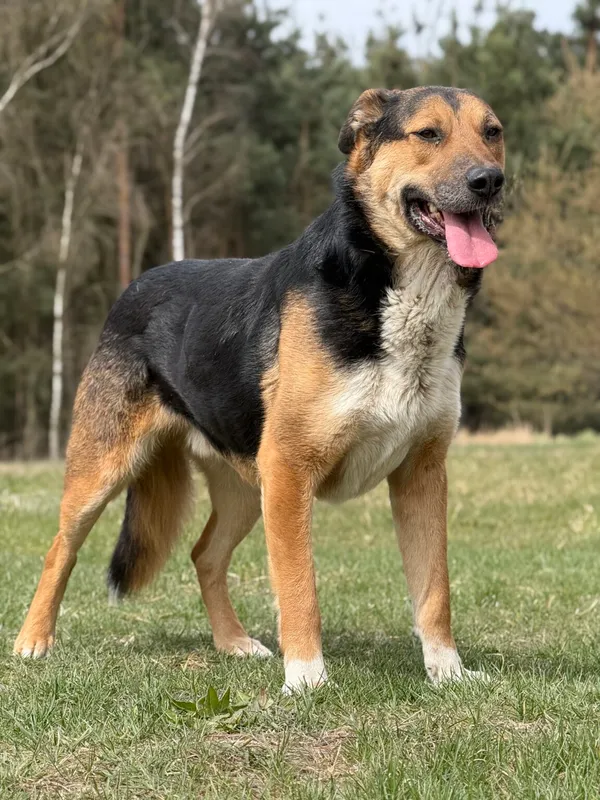 Pies do adopcji, Pieczyska, 13 kwietnia 2026 (4/5)