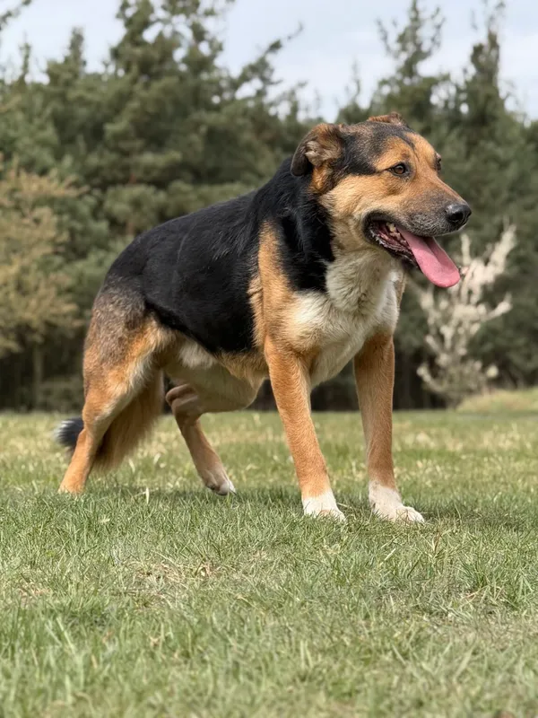 Pies do adopcji, Pieczyska, 13 kwietnia 2026 (5/5)