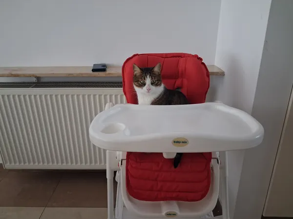 Zaginął kot, Wrocław, Wojszyce, 14 kwietnia 2026