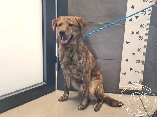 Znaleziono psa, Chełmek, 14 kwietnia 2026