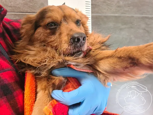 Znaleziono psa, Chełmek, 13 kwietnia 2026