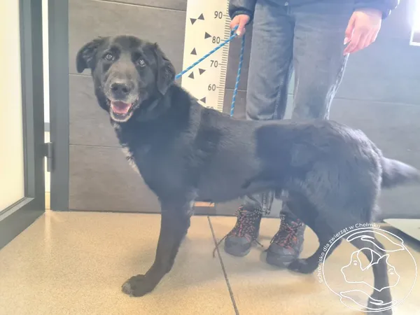 Znaleziono psa, Chełmek, 11 kwietnia 2026