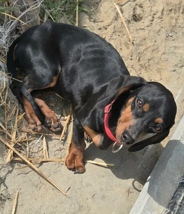 Pies do adopcji, Zgierz, 13 kwietnia 2026 (1/3)