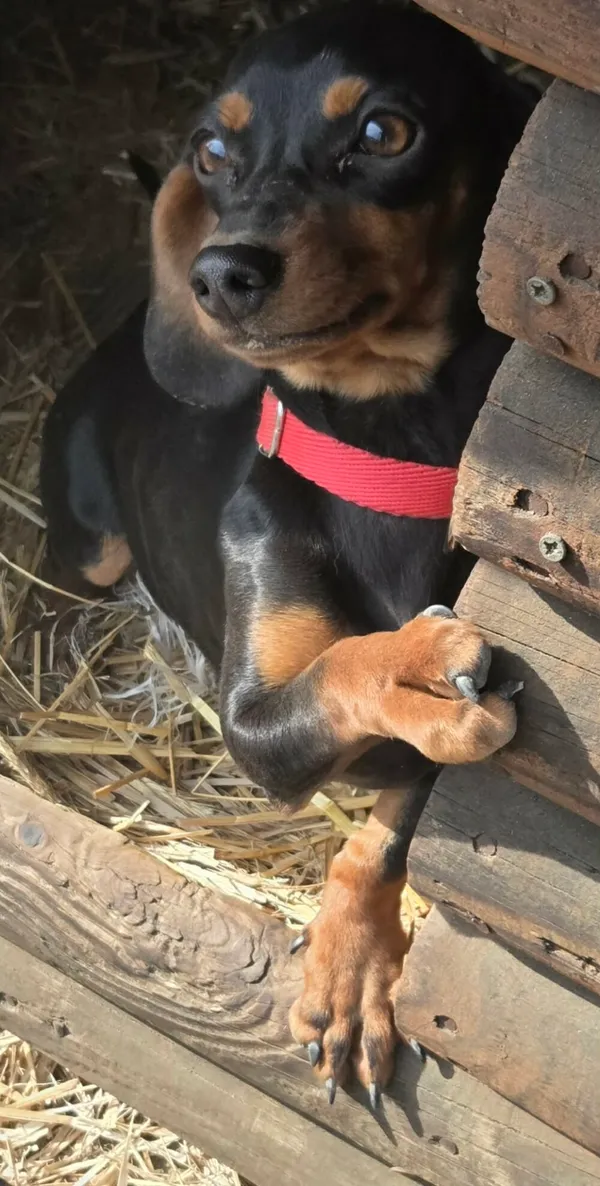 Pies do adopcji, Zgierz, 13 kwietnia 2026 (2/3)