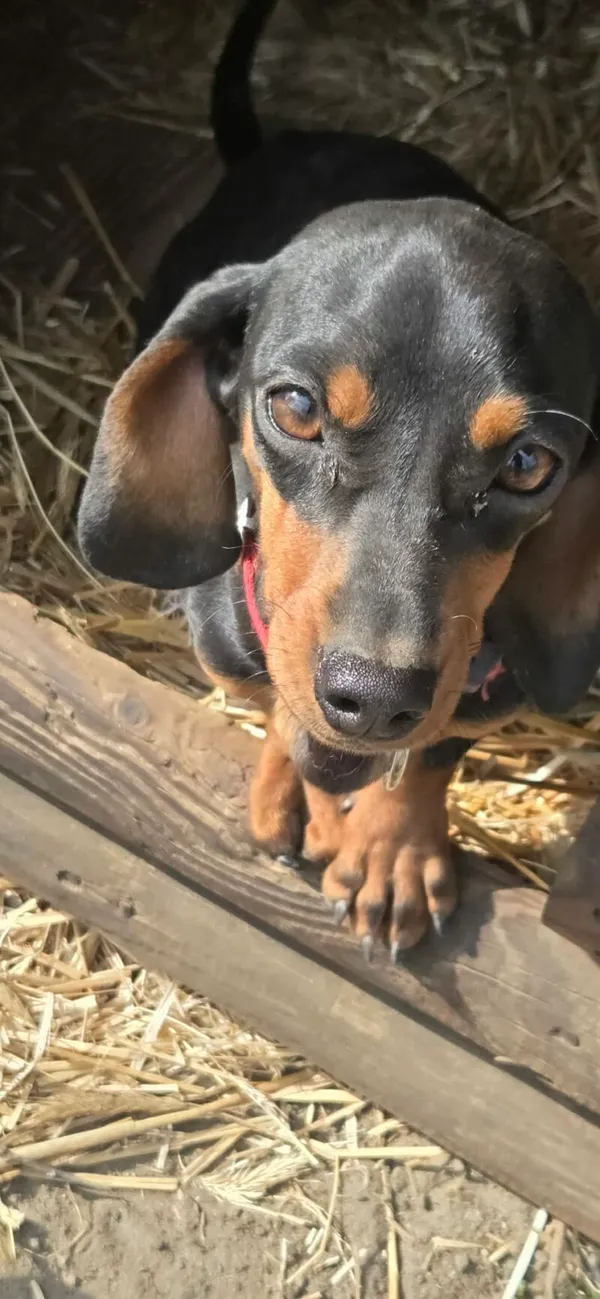 Pies do adopcji, Zgierz, 13 kwietnia 2026 (3/3)