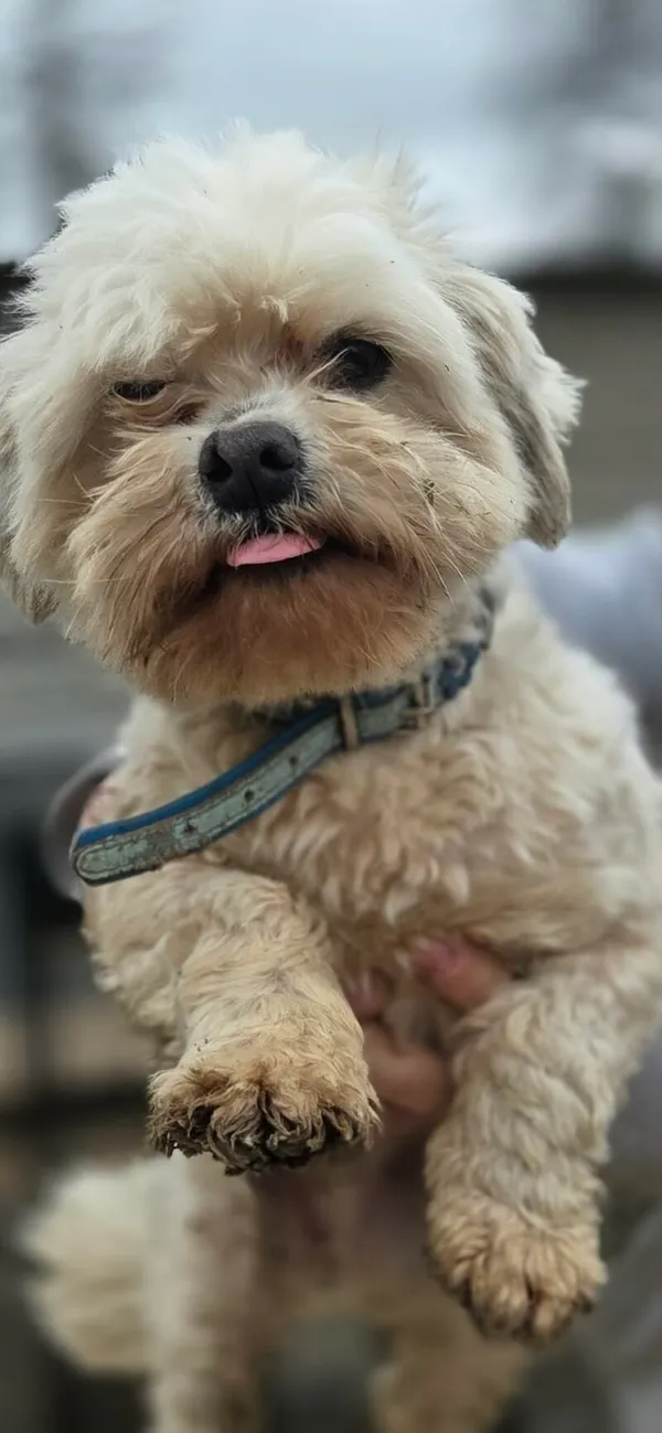 Pies do adopcji, Zgierz, 13 kwietnia 2026