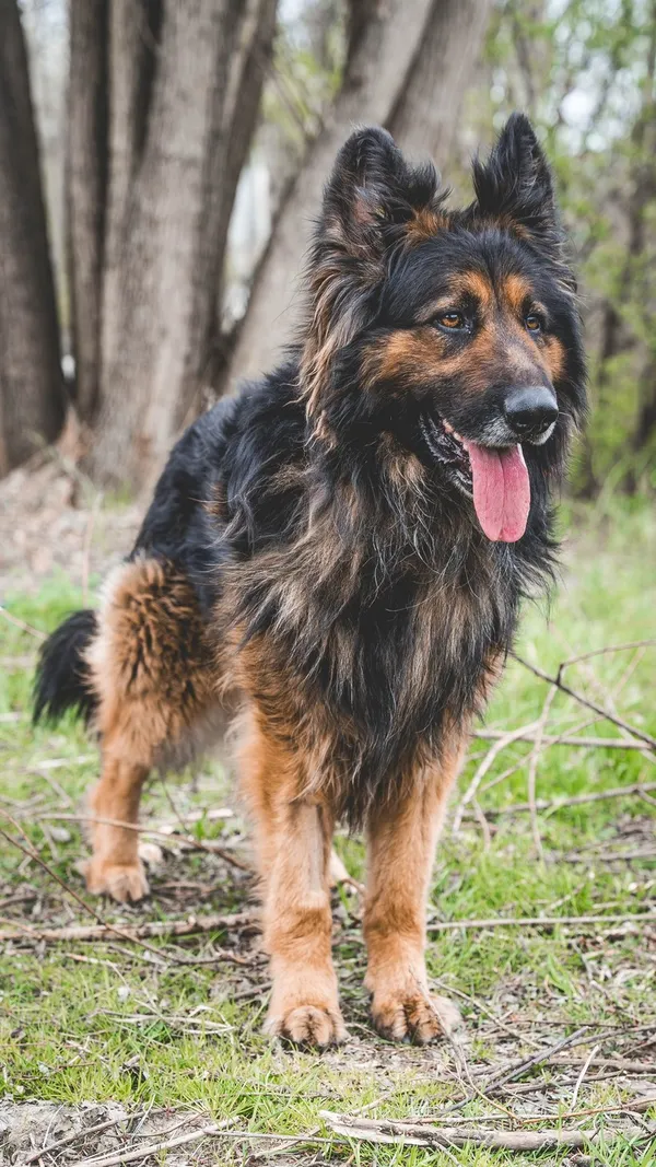 Pies do adopcji, Tychy, 17 marca 2026