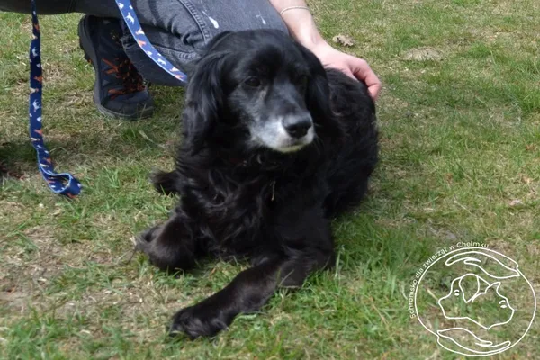 Pies do adopcji, Chełmek, 23 marca 2026