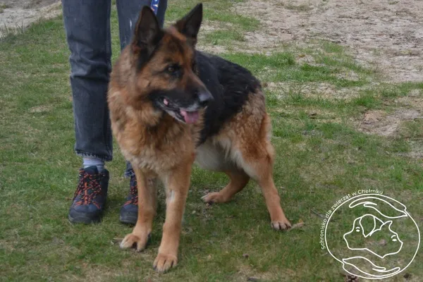 Pies do adopcji, Chełmek, 19 marca 2026