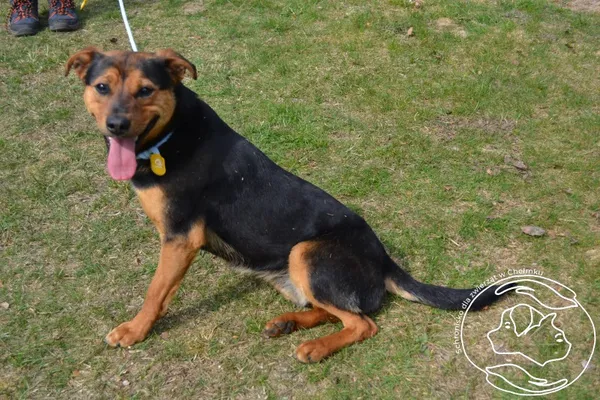 Pies do adopcji, Chełmek, 18 marca 2026