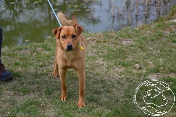 Pies do adopcji, Chełmek, 18 marca 2026