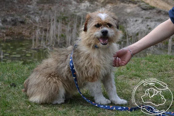 Pies do adopcji, Chełmek, 17 marca 2026