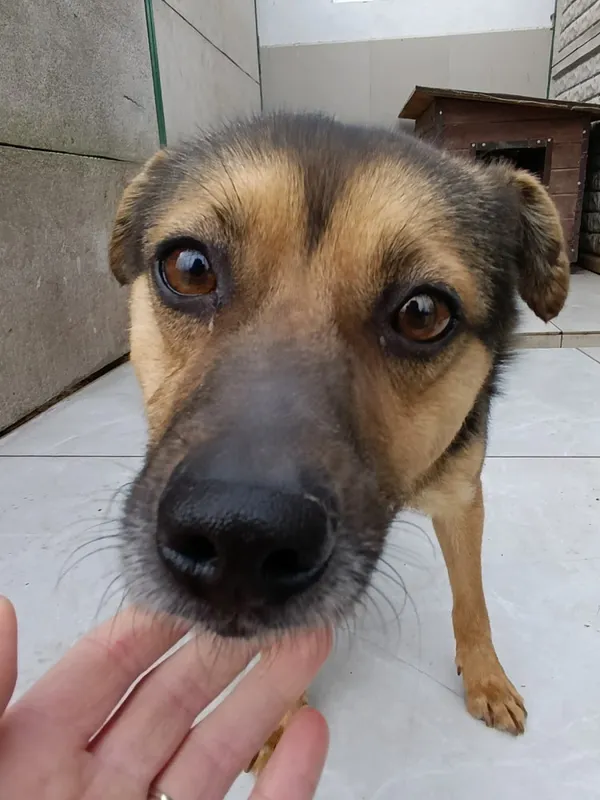 Pies do adopcji, Bełchatów, 23 lutego 2026 (1/5)