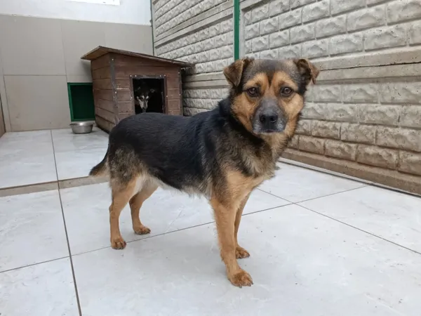 Pies do adopcji, Bełchatów, 23 lutego 2026 (2/5)