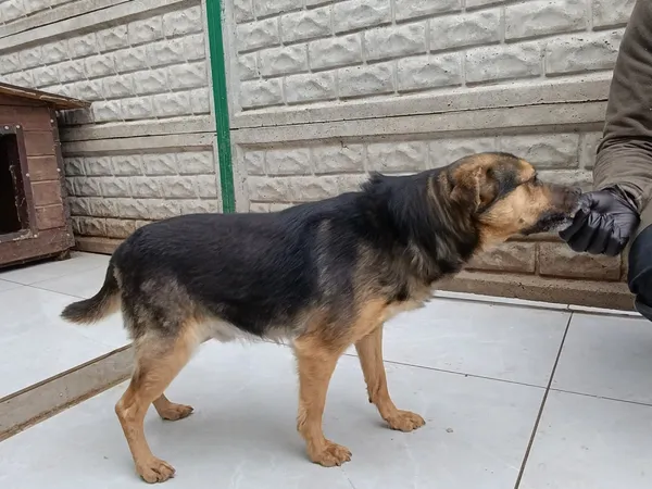 Pies do adopcji, Bełchatów, 23 lutego 2026 (3/5)