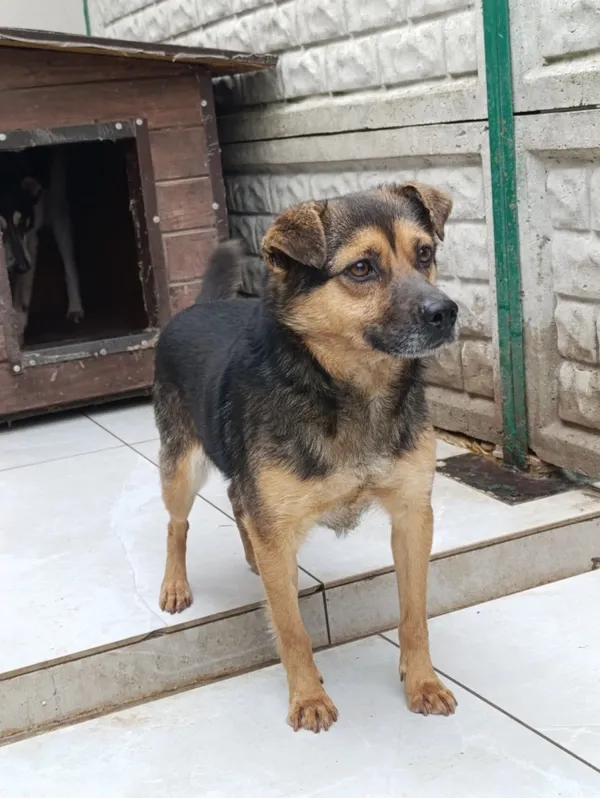 Pies do adopcji, Bełchatów, 23 lutego 2026 (4/5)