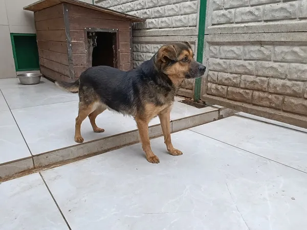 Pies do adopcji, Bełchatów, 23 lutego 2026 (5/5)