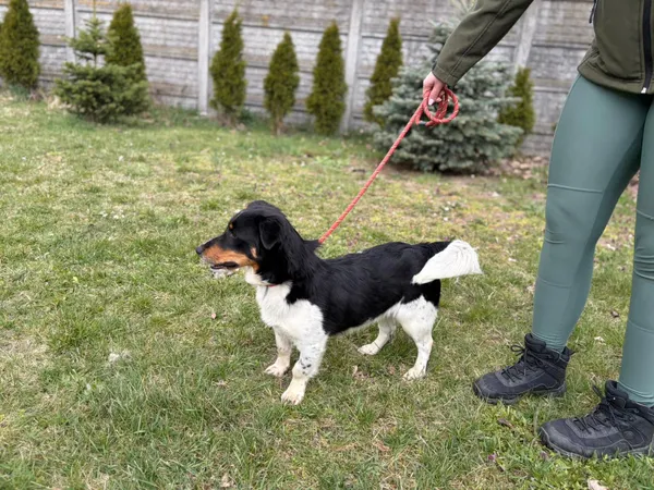 Pies do adopcji, Bełchatów, 20 marca 2026 (2/5)