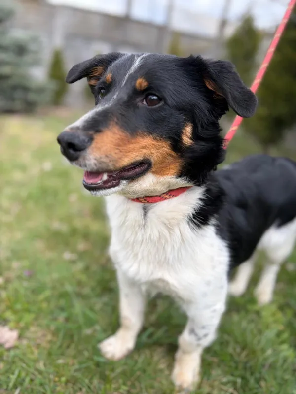 Pies do adopcji, Bełchatów, 20 marca 2026 (3/5)