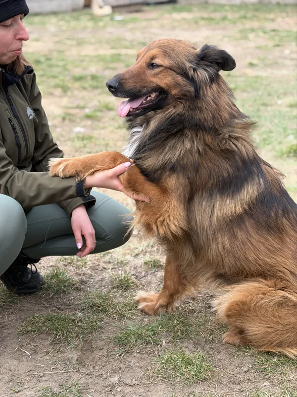 Pies do adopcji, Bełchatów, 28 marca 2026 (1/5)