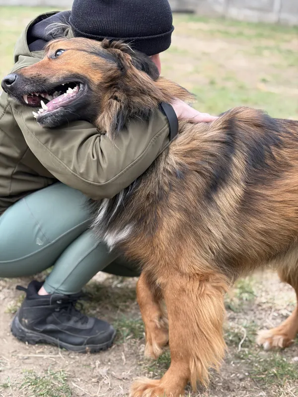 Pies do adopcji, Bełchatów, 28 marca 2026 (2/5)