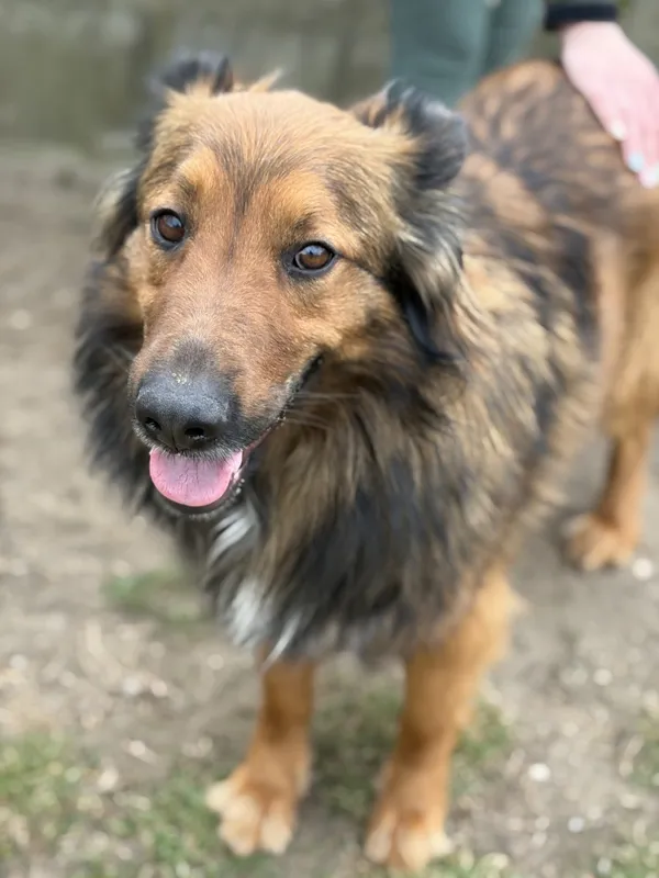 Pies do adopcji, Bełchatów, 28 marca 2026 (4/5)