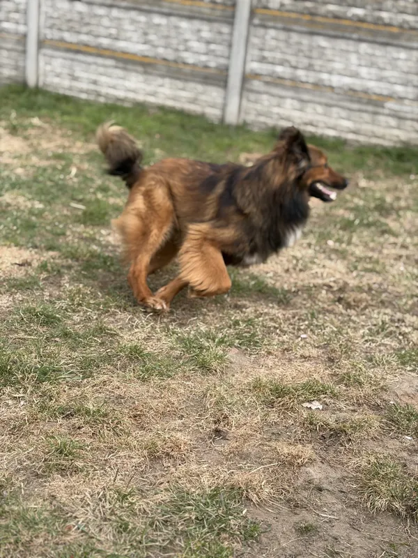 Pies do adopcji, Bełchatów, 28 marca 2026 (5/5)