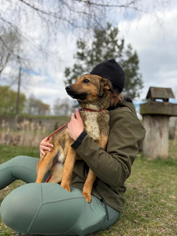 Pies do adopcji, Bełchatów, 21 marca 2026 (1/5)