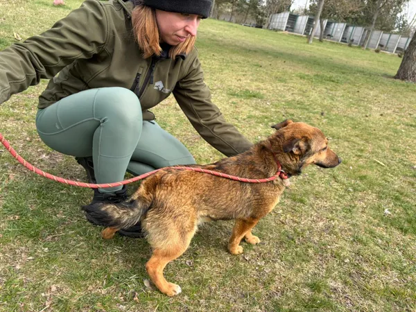 Pies do adopcji, Bełchatów, 21 marca 2026 (2/5)