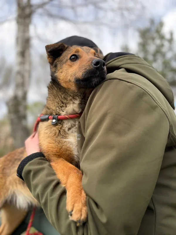 Pies do adopcji, Bełchatów, 21 marca 2026 (3/5)