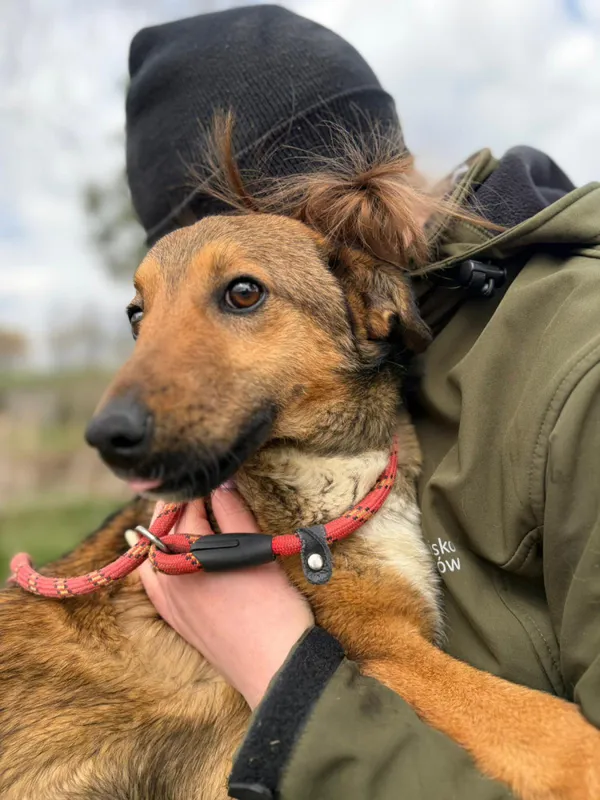 Pies do adopcji, Bełchatów, 21 marca 2026 (4/5)