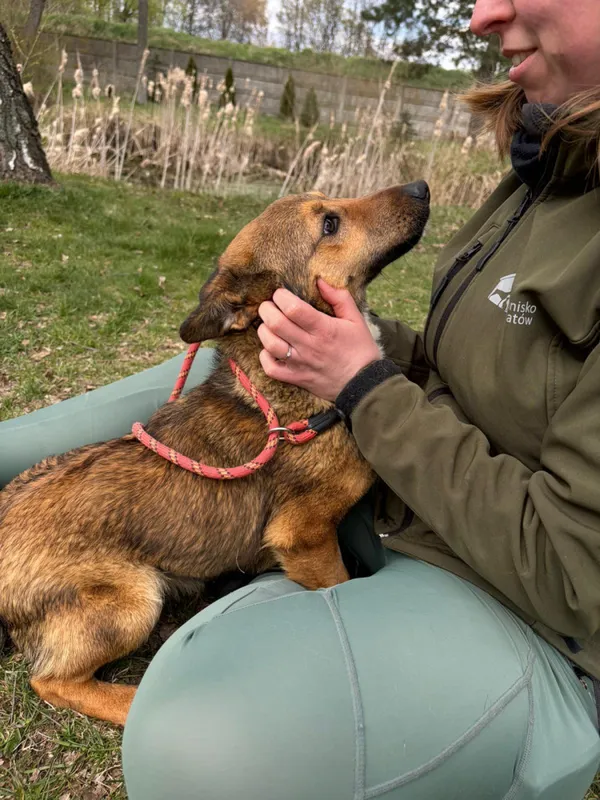 Pies do adopcji, Bełchatów, 21 marca 2026 (5/5)