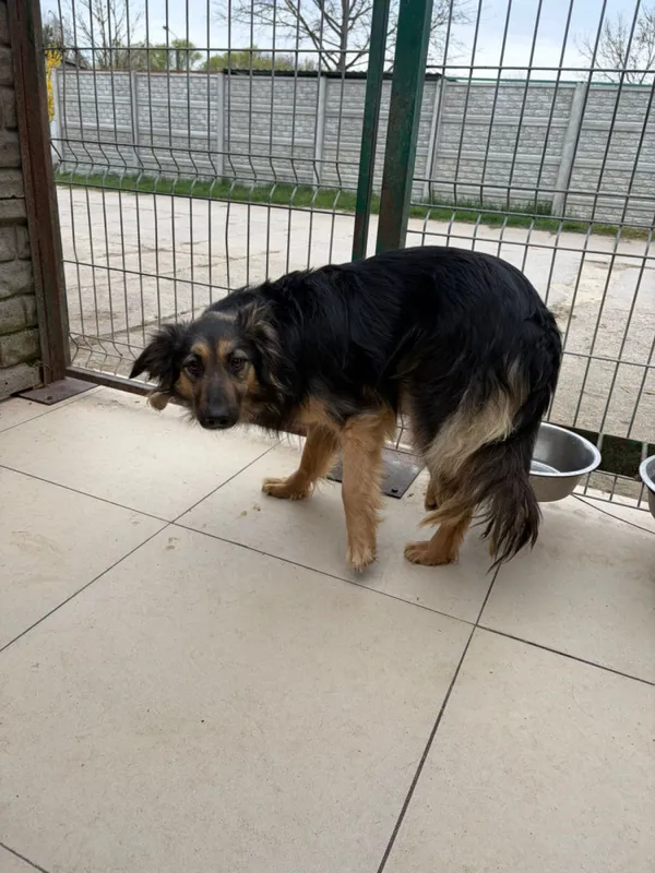 Pies do adopcji, Bełchatów, 18 marca 2025 (2/5)