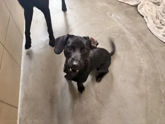 Pies do adopcji, Kraków, 31 marca 2026