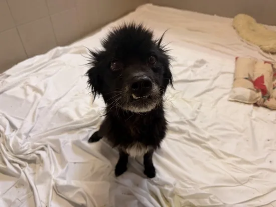 Pies do adopcji, Kraków, 31 marca 2026