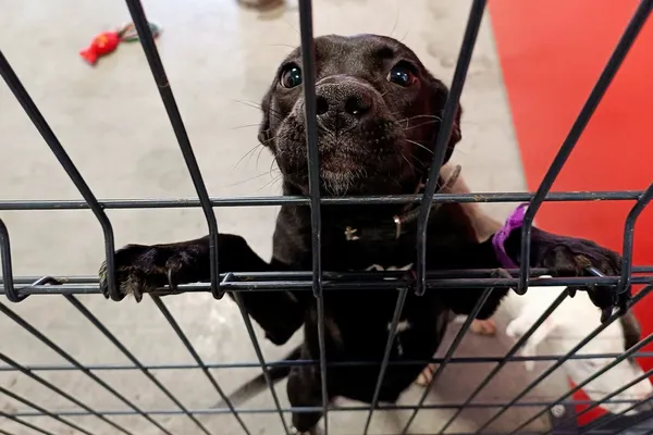 Znaleziono psa, Wałbrzych, 10 kwietnia 2026