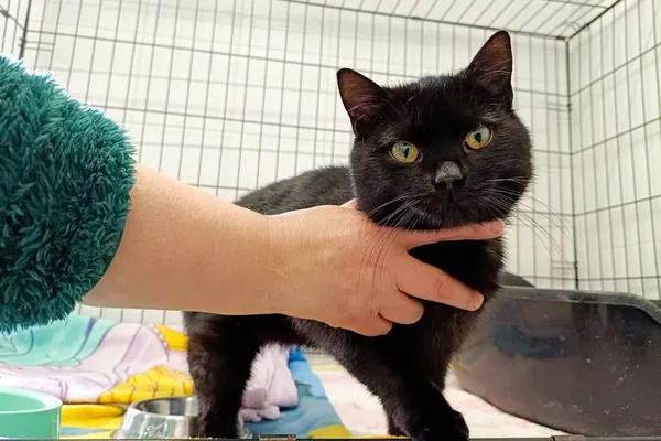 Znaleziono kota, Wałbrzych, 9 kwietnia 2026