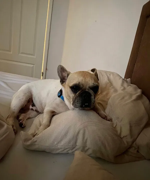 Zaginął pies, Henryszew, 15 kwietnia 2026 (1/2)