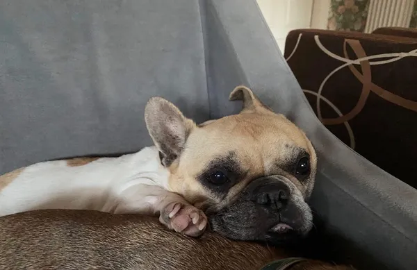 Zaginął pies, Henryszew, 15 kwietnia 2026 (2/2)