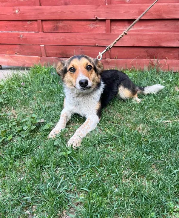 Znaleziono psa, Czartki, 15 kwietnia 2026