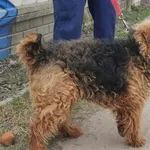 Pies do adopcji