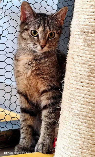 Kot do adopcji, Piła, 8 listopada 2025