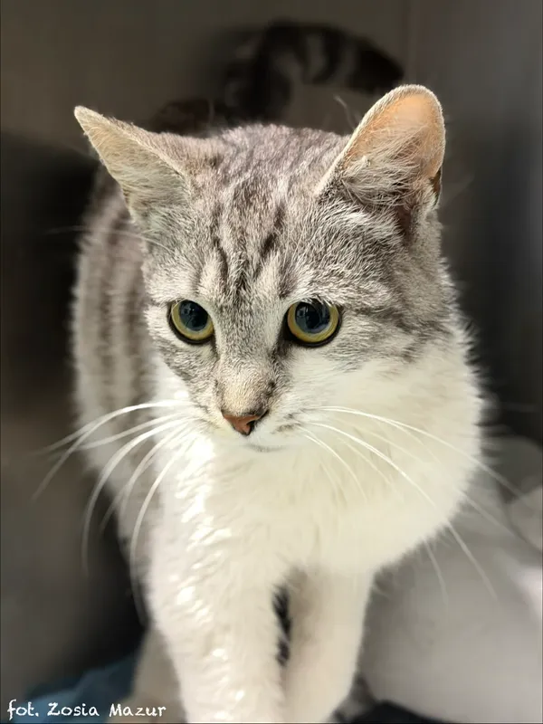 Kot do adopcji, Bydgoszcz, 15 kwietnia 2026 (3/5)