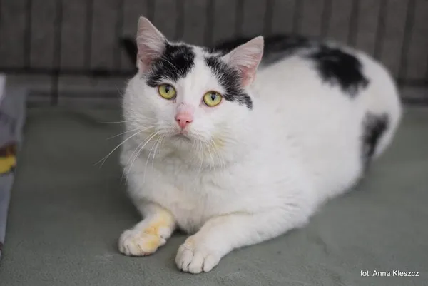 Znaleziono kota, Toruń, 11 marca 2026