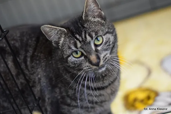 Znaleziono kota, Toruń, 25 marca 2026