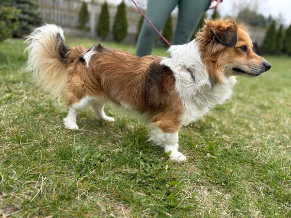 Pies do adopcji, Bełchatów, 25 marca 2026 (3/5)